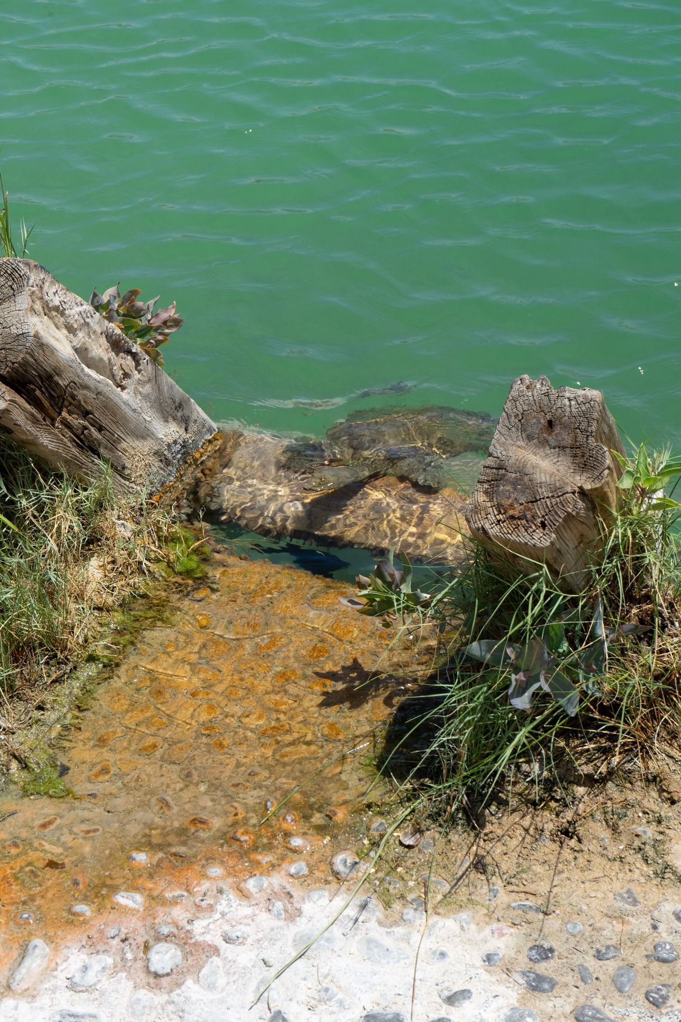 Una tortuga está nadando en el agua cerca de una costa rocosa.