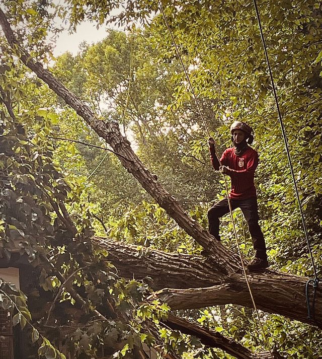 A man is climbing a tree with a chainsaw.