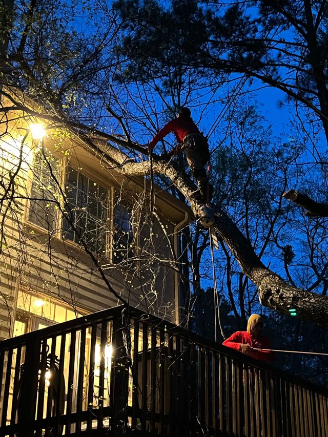 A man is climbing a tree with a chainsaw.