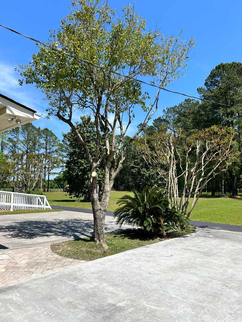 Gravel driveway beside a small tree and shrubs under a bright blue sky near a grassy yard