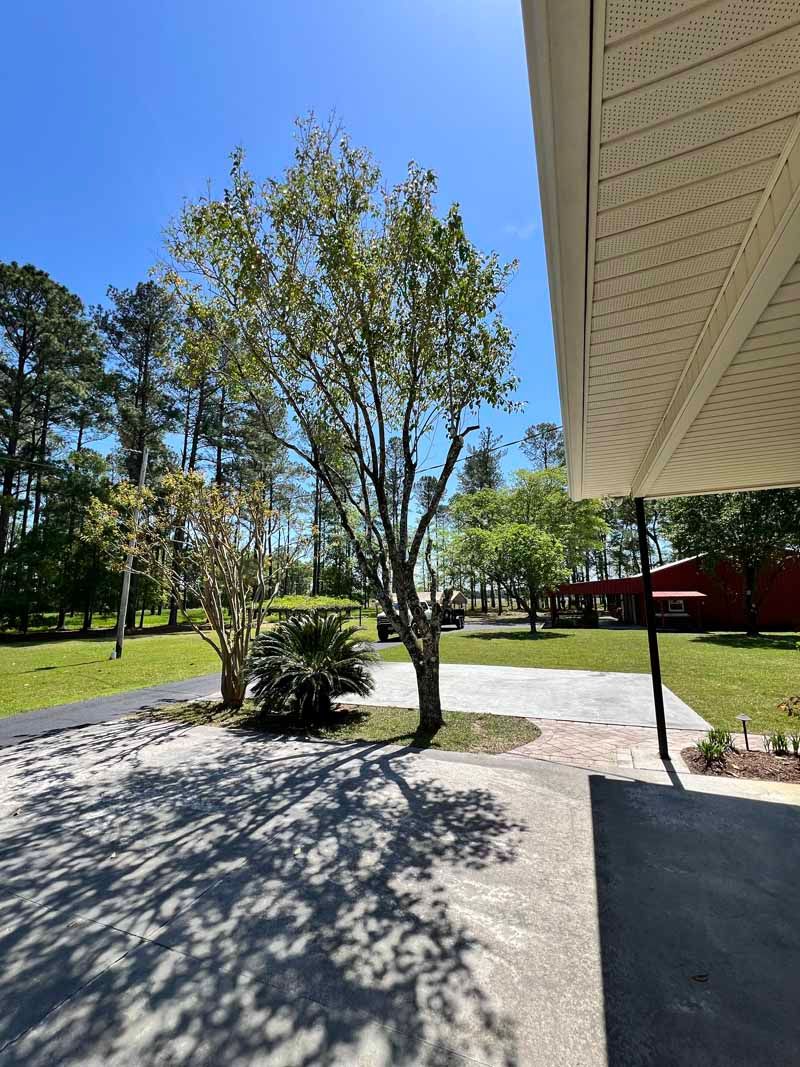 Sunny yard with trees, a small shrub, and a red building beside a concrete patio.