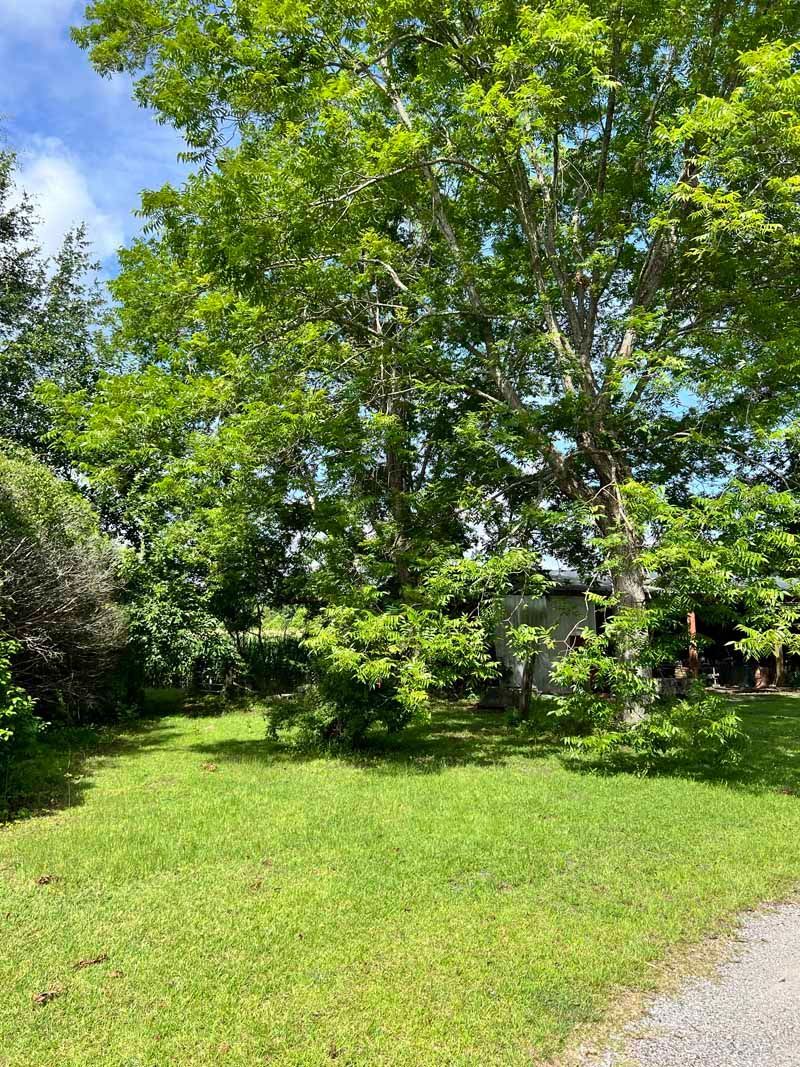 Sunny backyard with a large green tree, lawn, shrubs, and a gravel path under a blue sky.