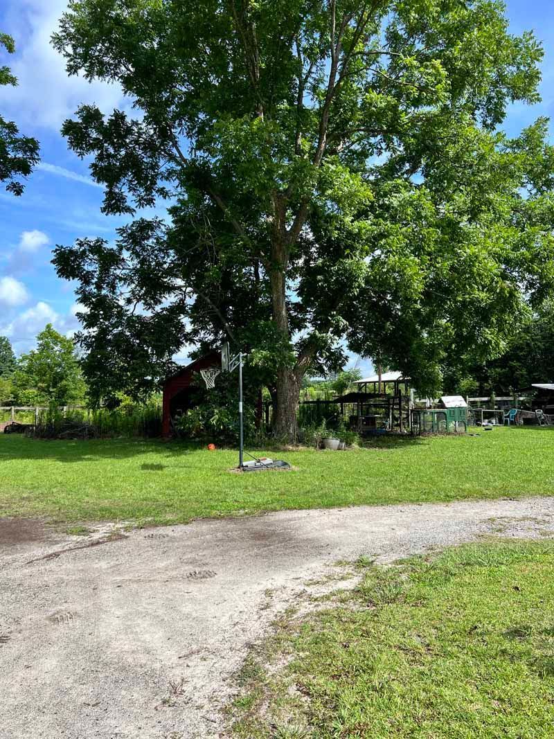 Grassy yard with a large leafy tree, dirt path, and small red shed under a blue sky