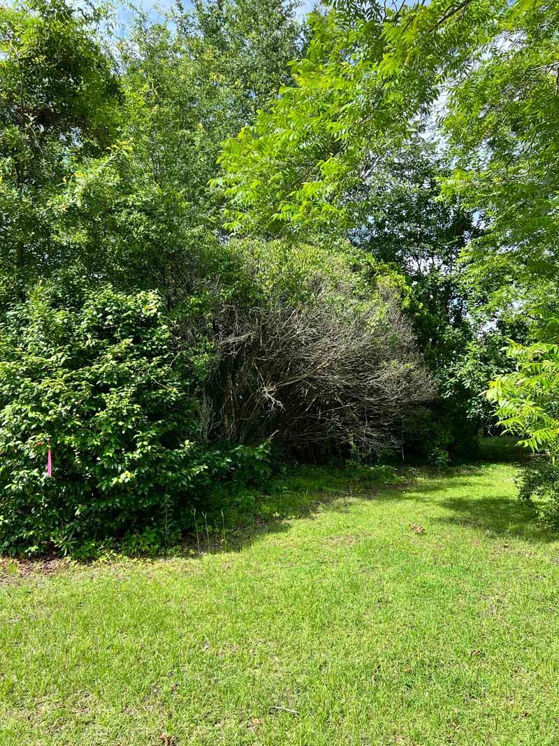 Sunny grassy clearing bordered by dense green trees and bushes