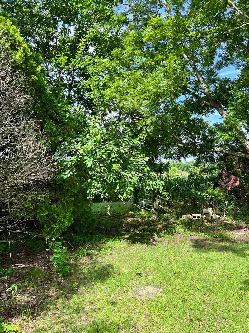 Green backyard with leafy trees, bright grass, and a sunlit open patch near shrubs