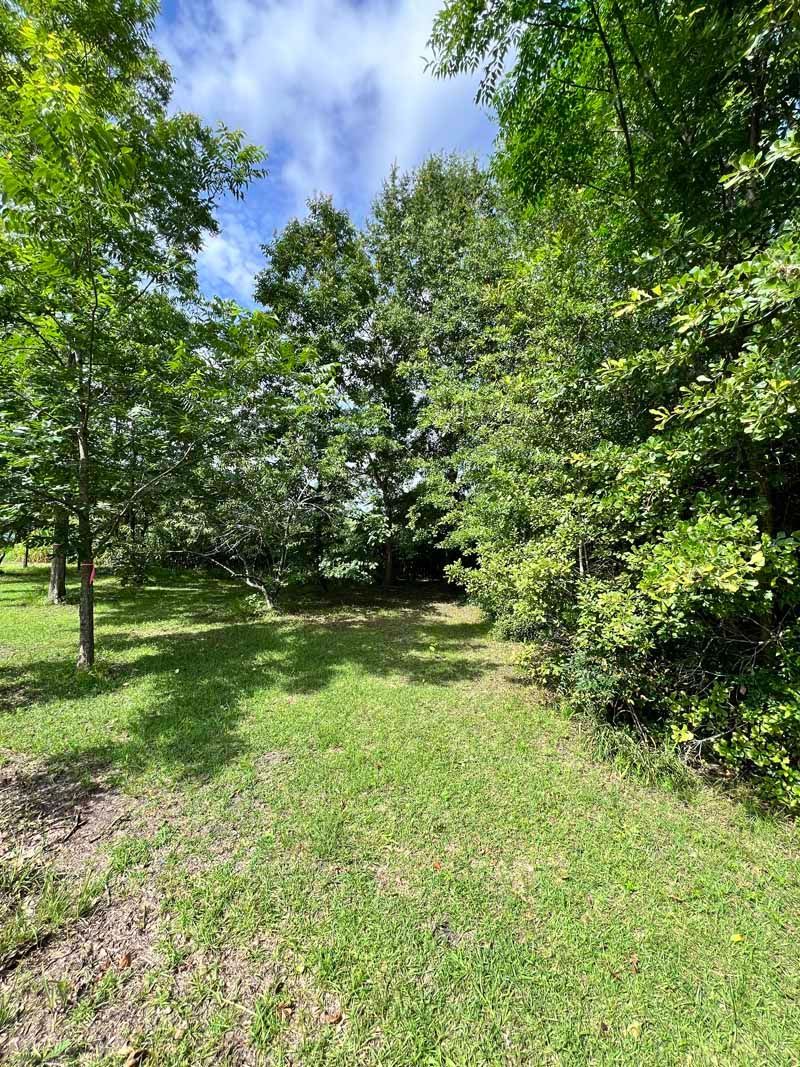 Sunny wooded path with green grass and dense trees under a blue sky
