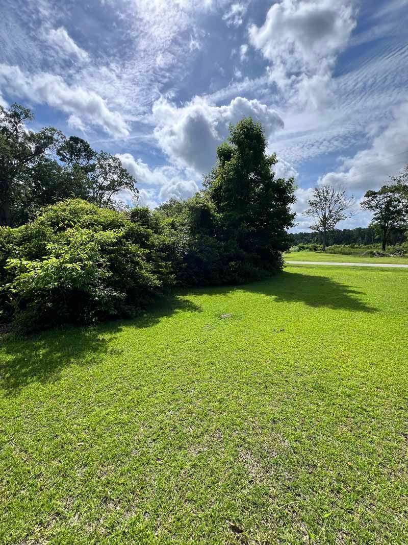 Green lawn beside trees under a cloudy blue sky