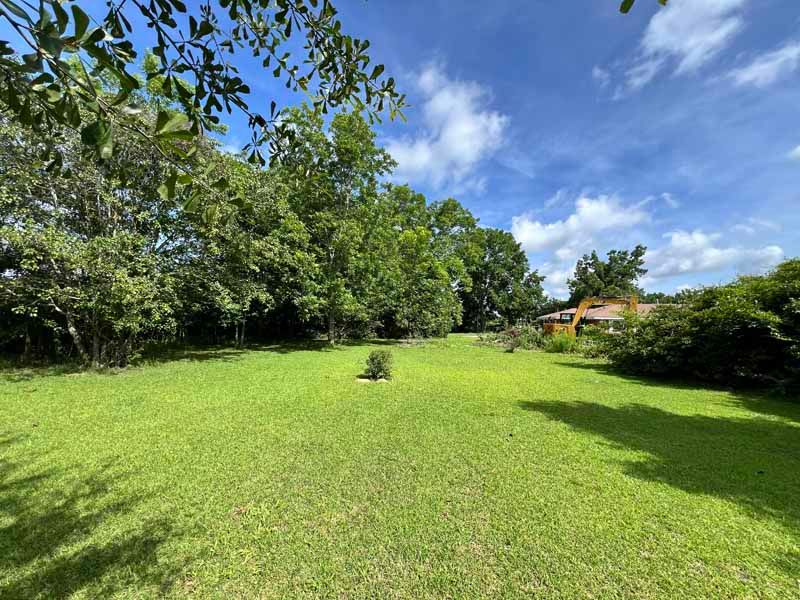 Sunny grassy backyard with trees, blue sky, and a small plant in the center