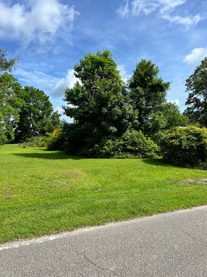 Grassy roadside with dense green trees under a bright blue sky with scattered clouds