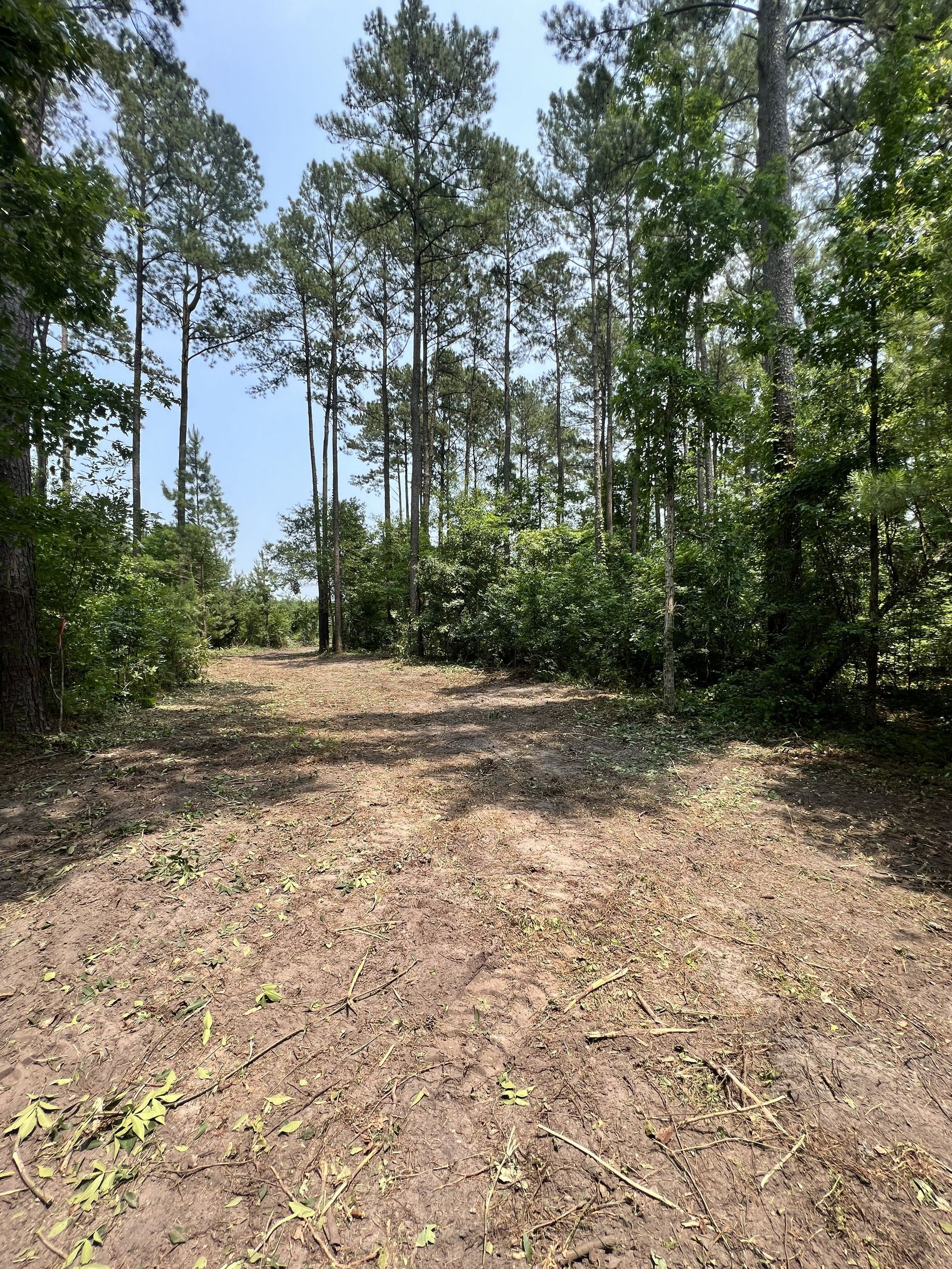 Sunlit dirt path through a wooded area with tall pine trees and green shrubs