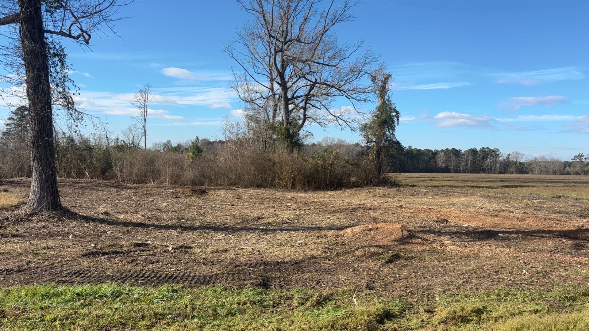 Open field with leafless trees, dry grass, and a blue sky on a sunny day