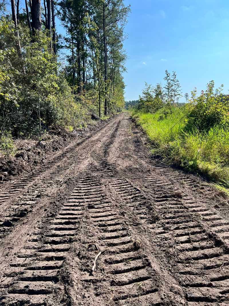 Rutted muddy dirt road through a forest under clear blue sky