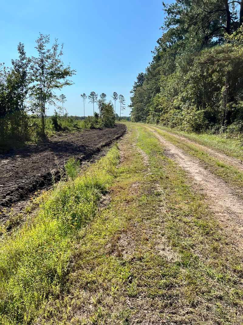 Dirt road beside a cleared field and trees under a bright blue sky