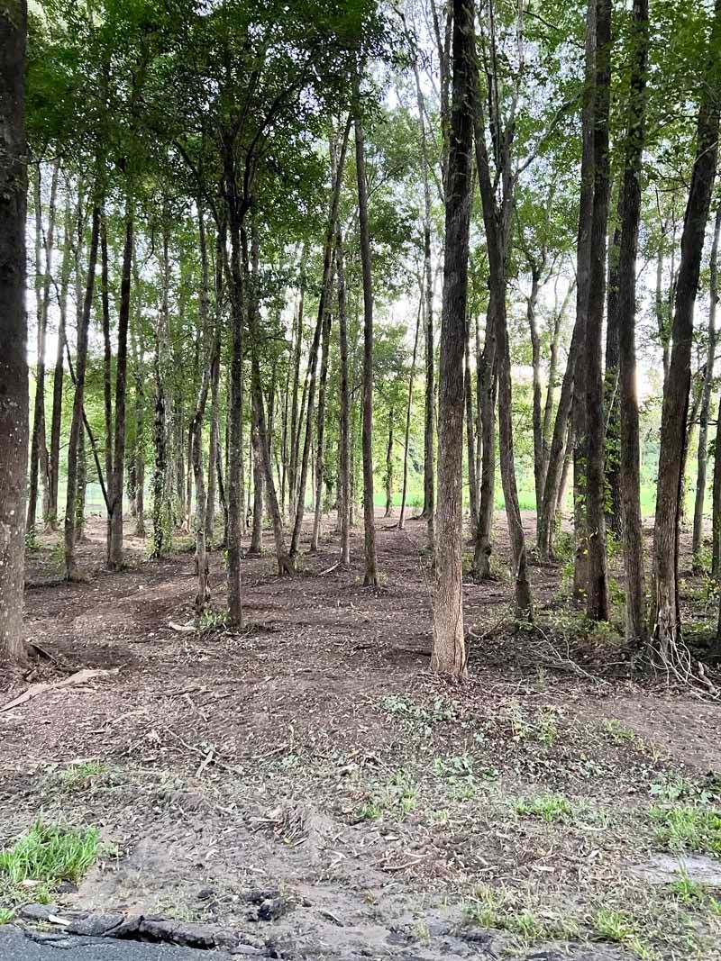 Sparse trees in a wooded area with dry ground and green undergrowth