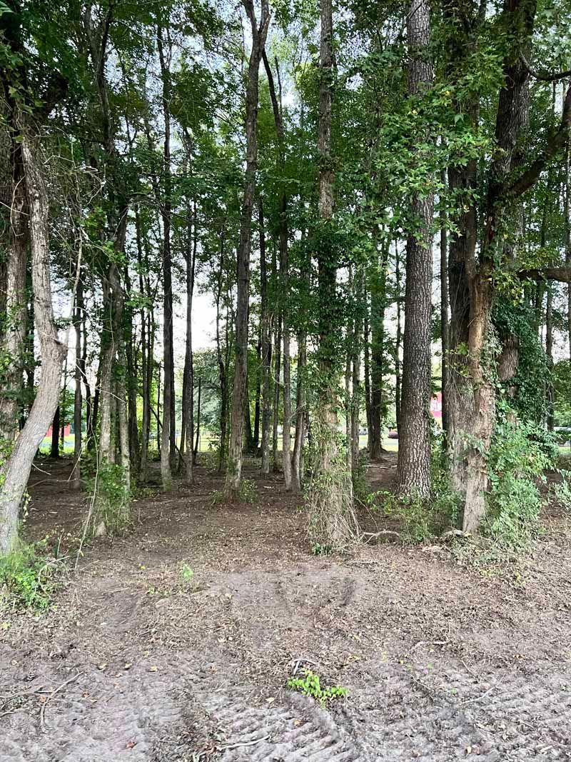 Dense wooded area with tall trees and a muddy forest path