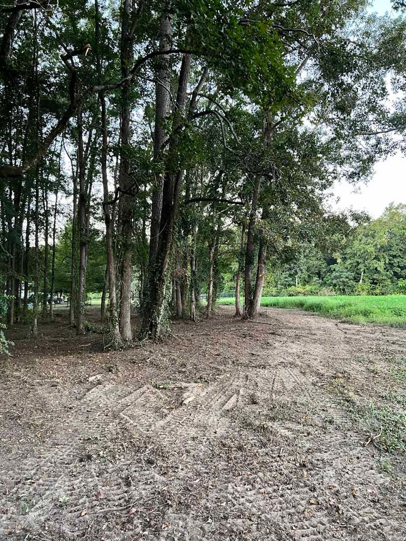 Wooded field edge with tall trees and a bare dirt path beside green grass