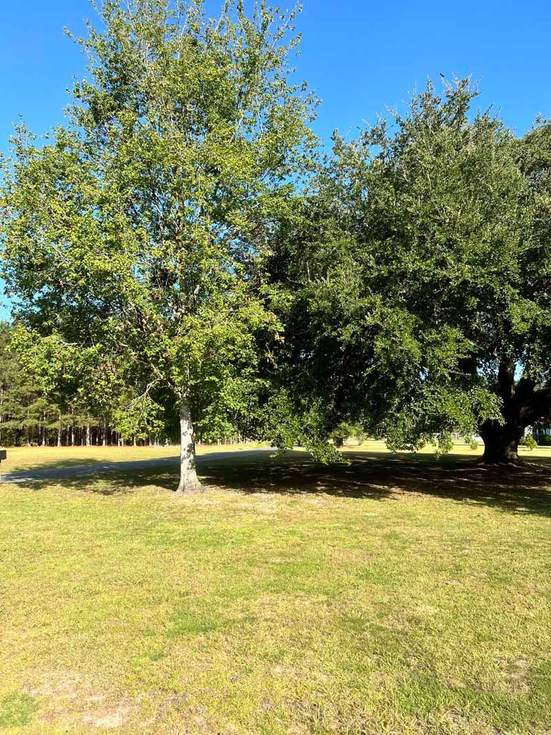 Sunny park with a grassy field and several leafy trees casting shade