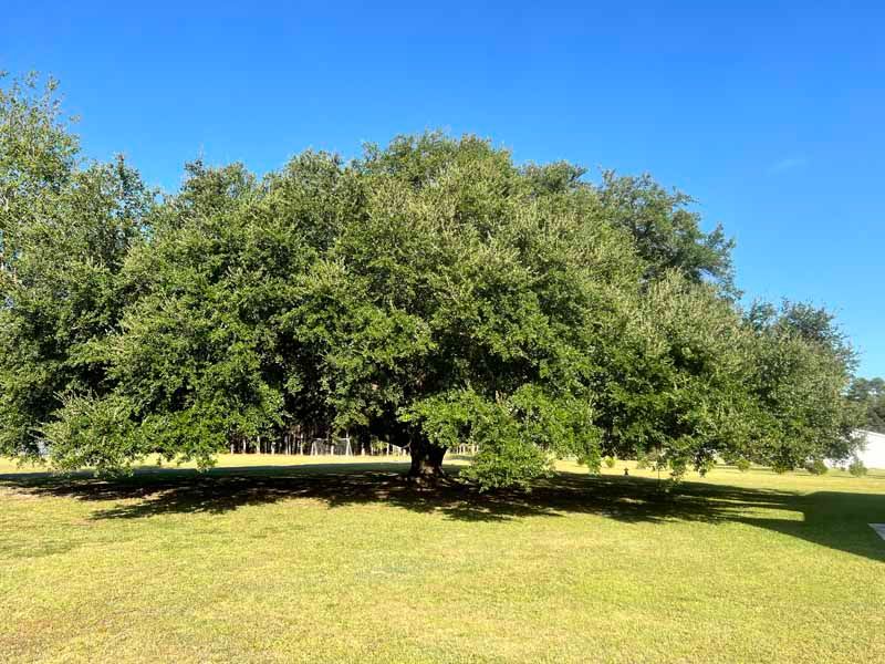 Large leafy tree on a grassy lawn under a clear blue sky