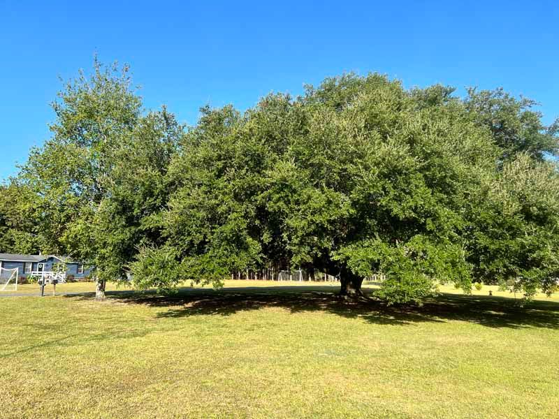 Large leafy tree in a sunlit grassy field under a clear blue sky