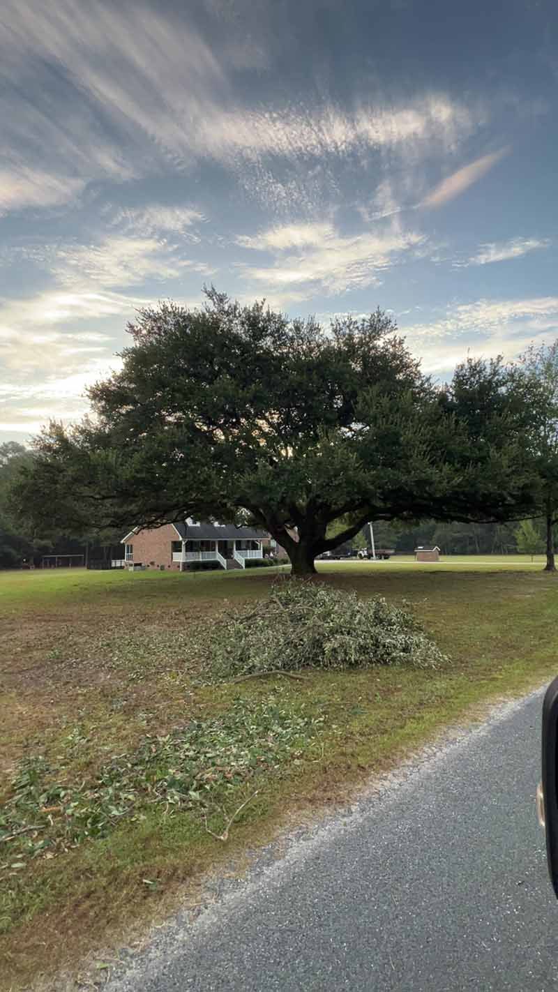 Grassy roadside with large trees under a cloudy sky, and a house in the background.