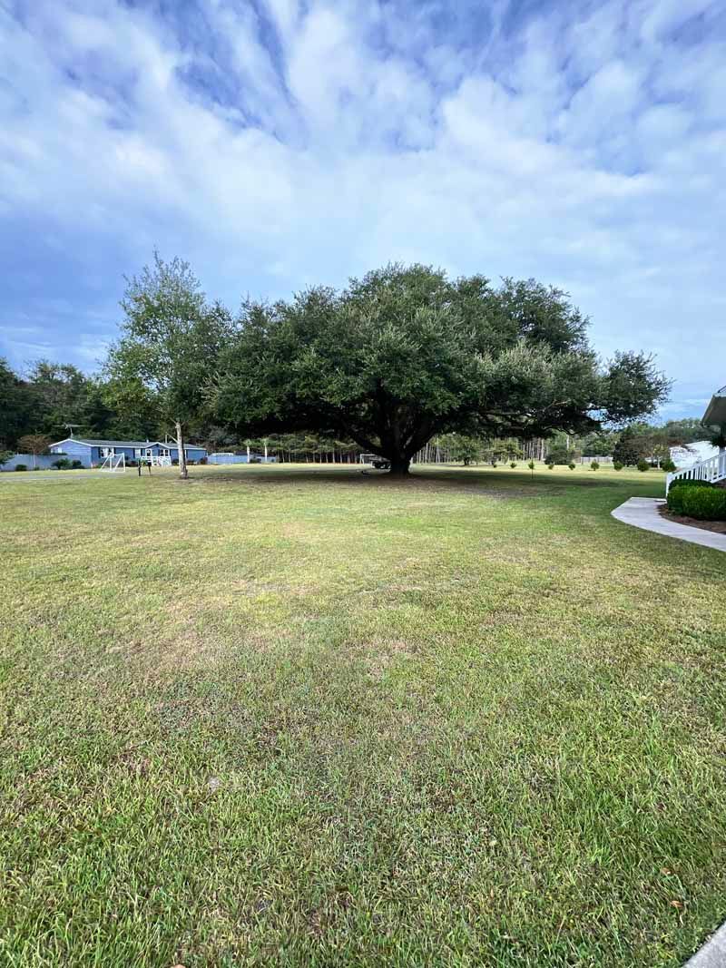 Grassy park with a large spreading tree under a cloudy blue sky, beside a curved sidewalk.