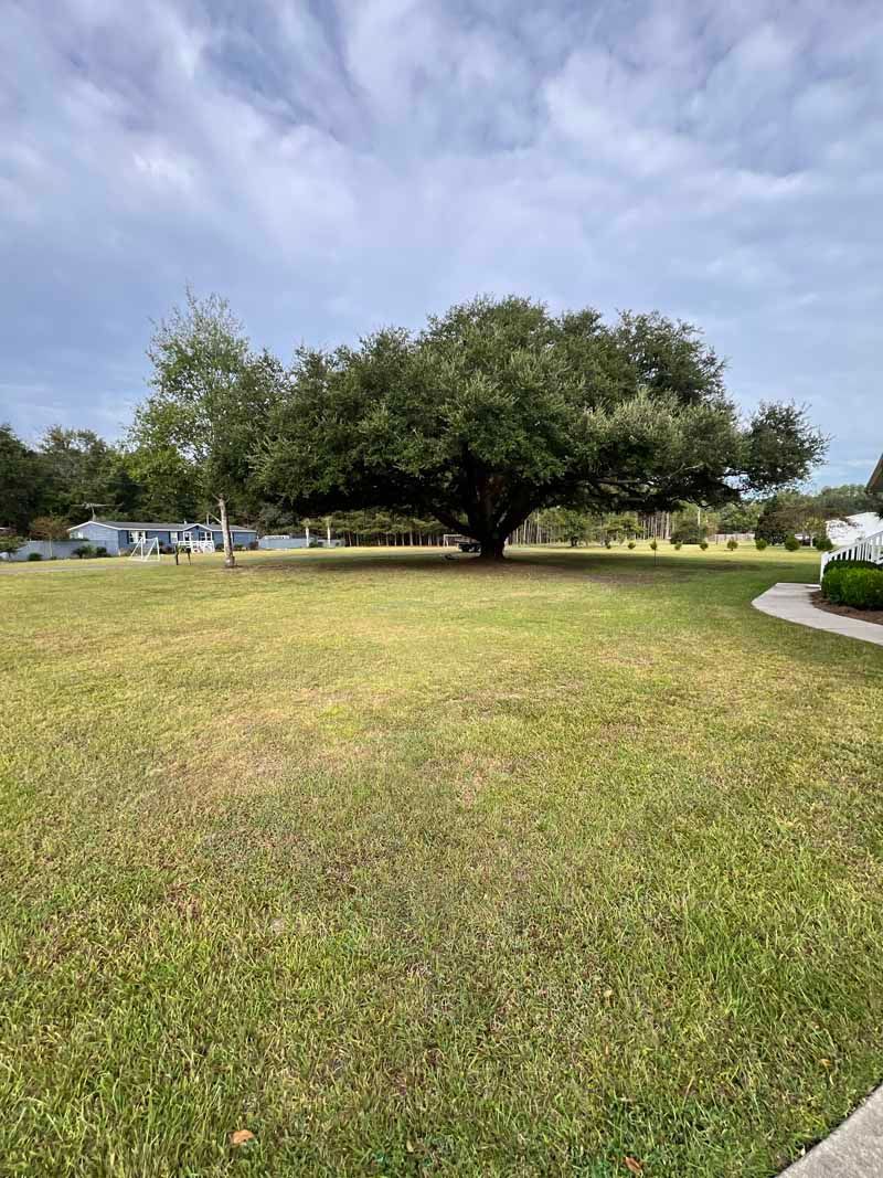 Grassy park with a large tree under a cloudy sky, bordered by a curved path and water in the distance