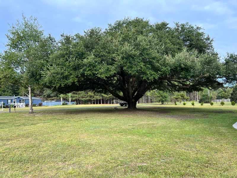 Large spreading tree in a grassy park under a clear sky