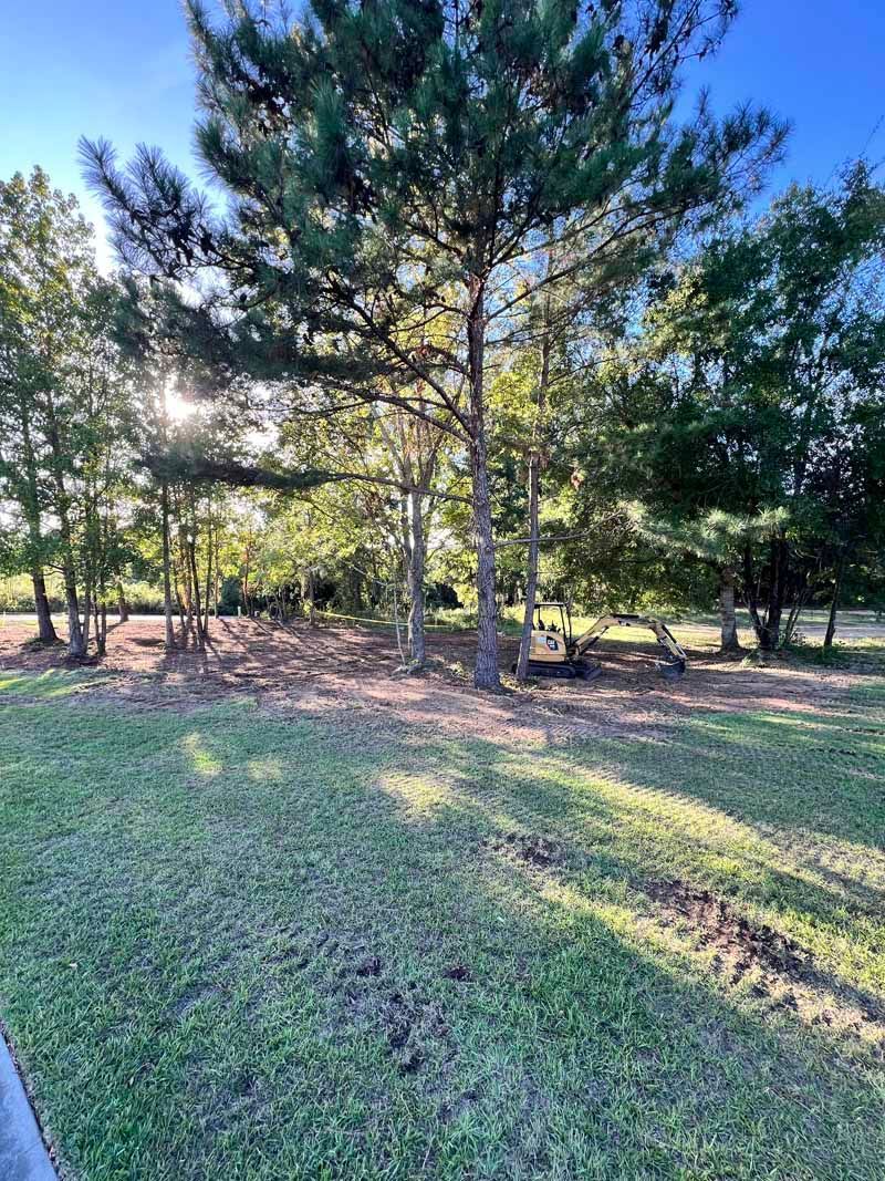 Sunlit pine trees in a grassy park clearing with long shadows and a blue sky
