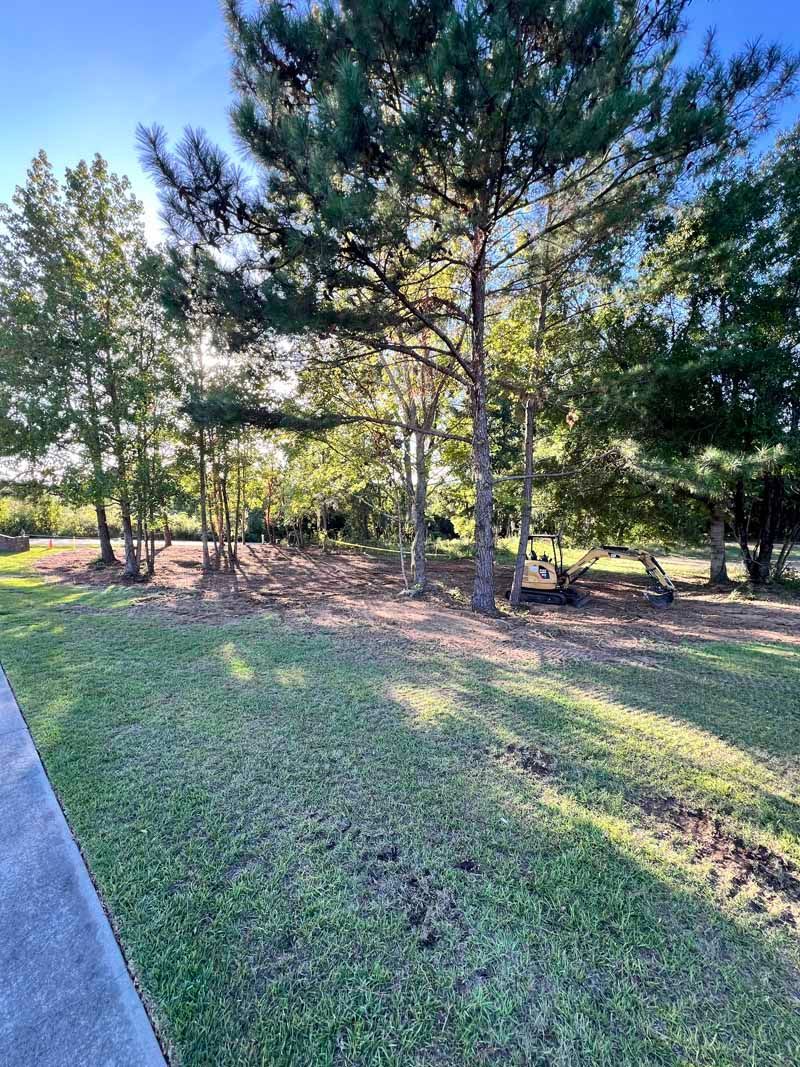 Sunny park with tall pine trees, grass, and a paved path along the left side.