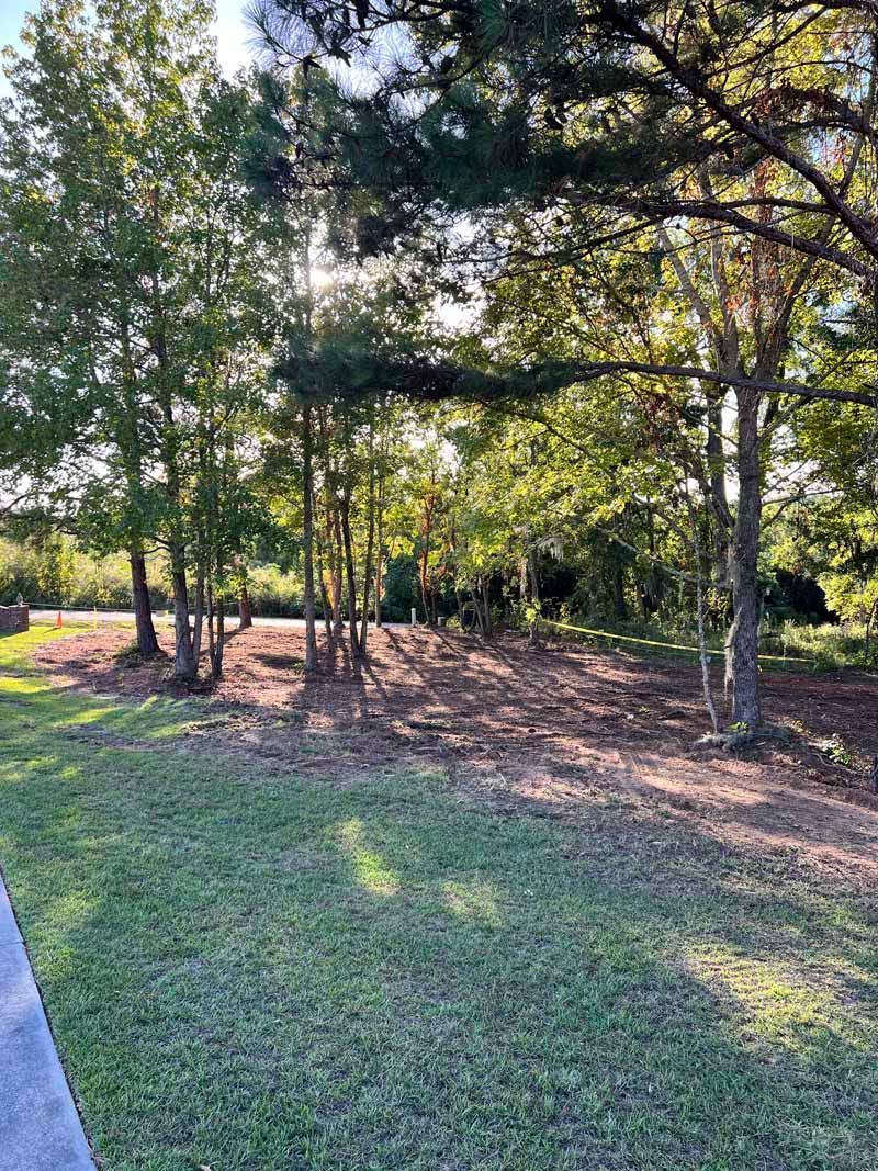 Sunny wooded area with trees, grass, and a cleared dirt patch beside a shaded trail