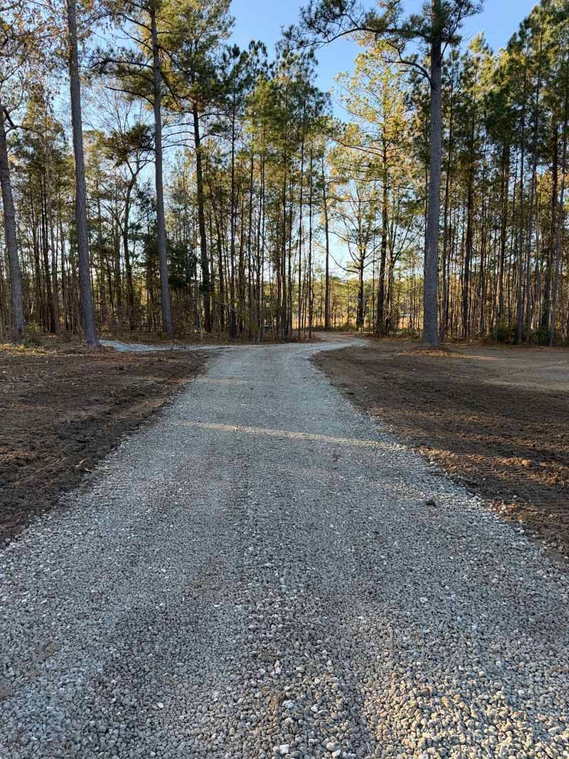 Gravel path winding through a pine forest in warm late-afternoon light