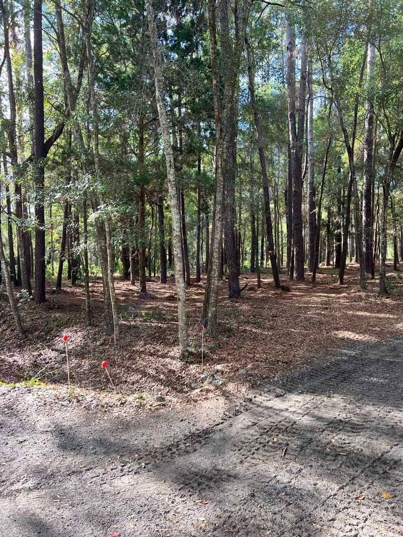 Sunlit pine forest with a dirt path and leaf-covered ground