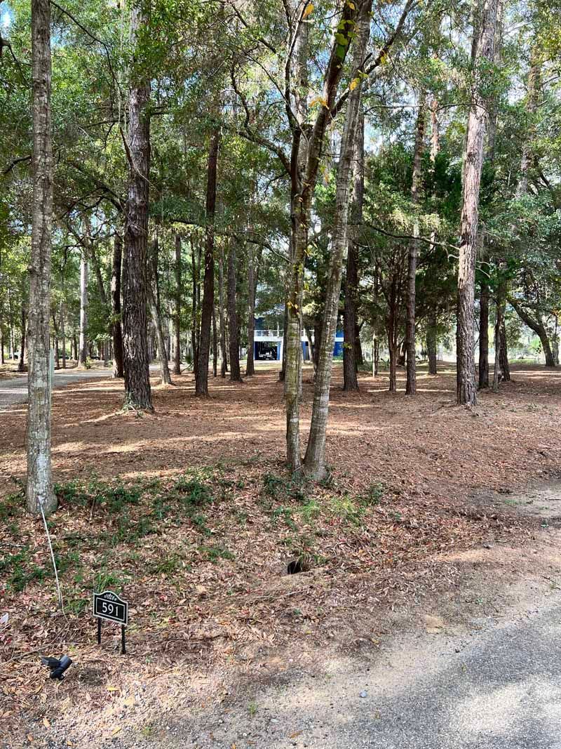 Wooded campsite with parked vehicles amid tall trees and dry leaf-covered ground