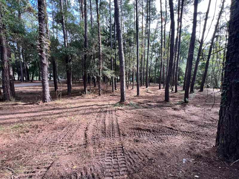 Pine forest clearing with tire tracks on sandy ground and tall trees in the background