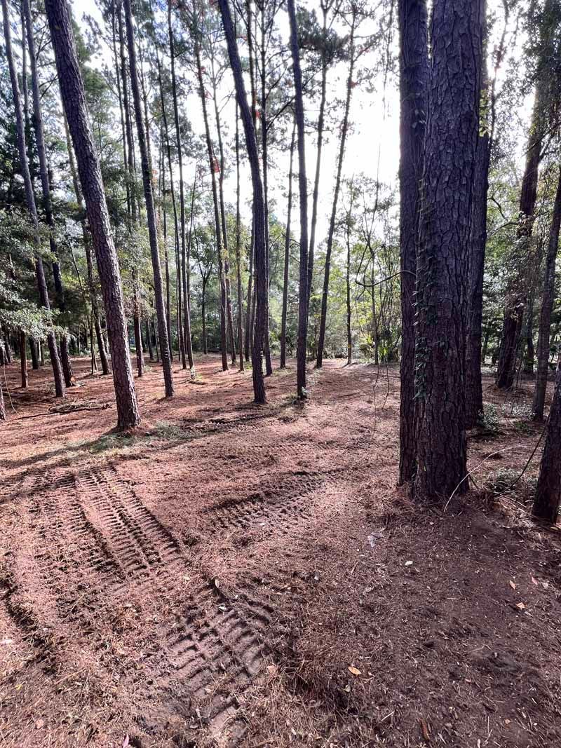 Pine forest with a dirt path and tire tracks under tall trees