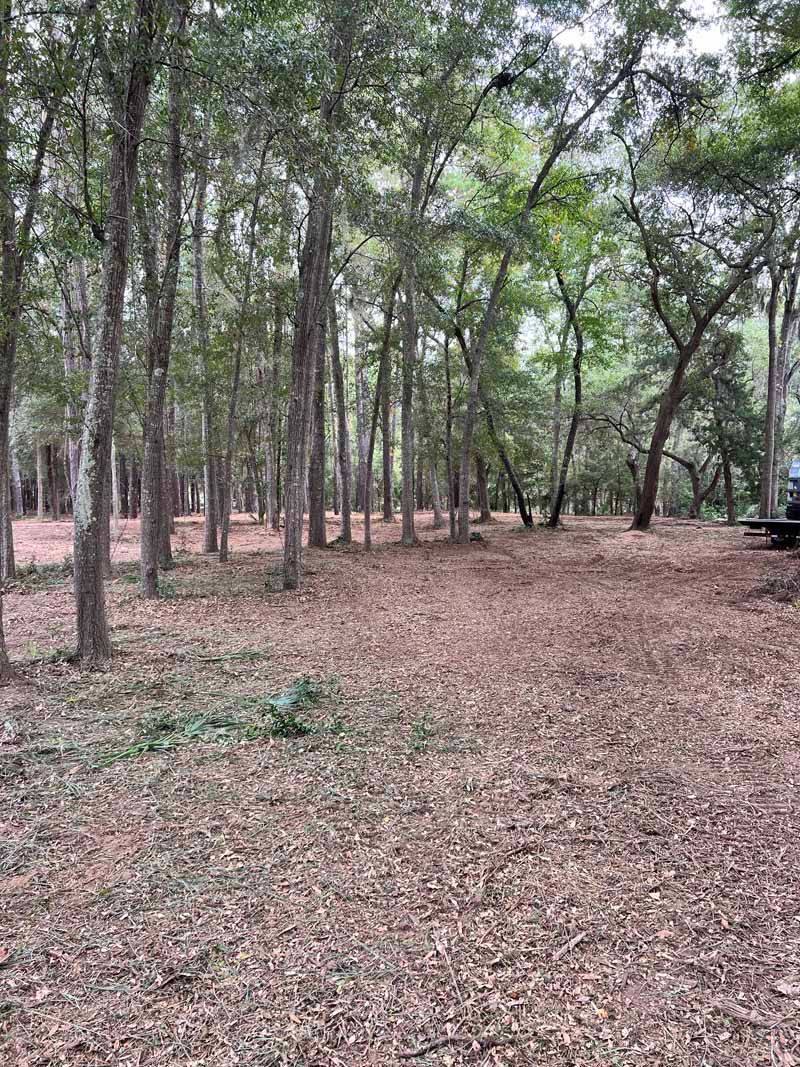 Wooded area with tall trees and a leaf-covered forest floor under overcast light