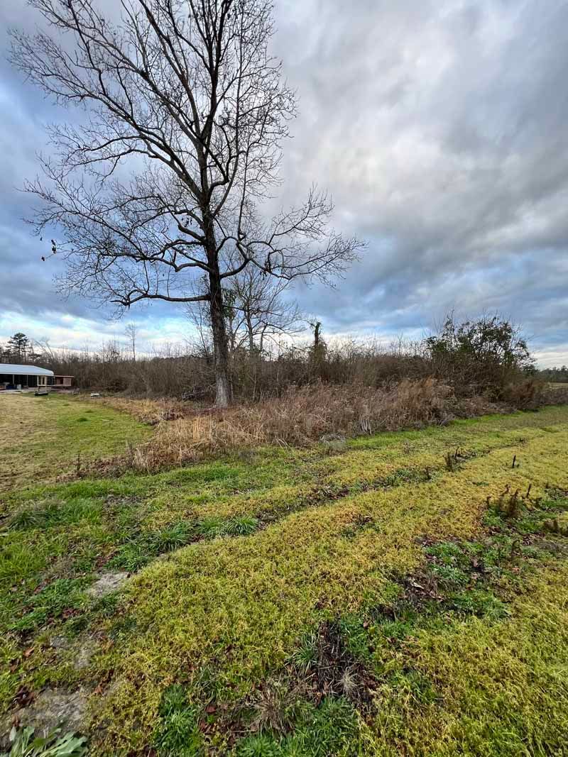 Bare winter field with a tall leafless tree under a cloudy sky