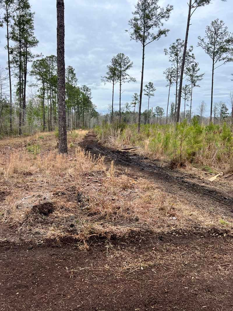 Burned forest clearing with blackened ground, sparse pine trees, and dry grass under a cloudy sky