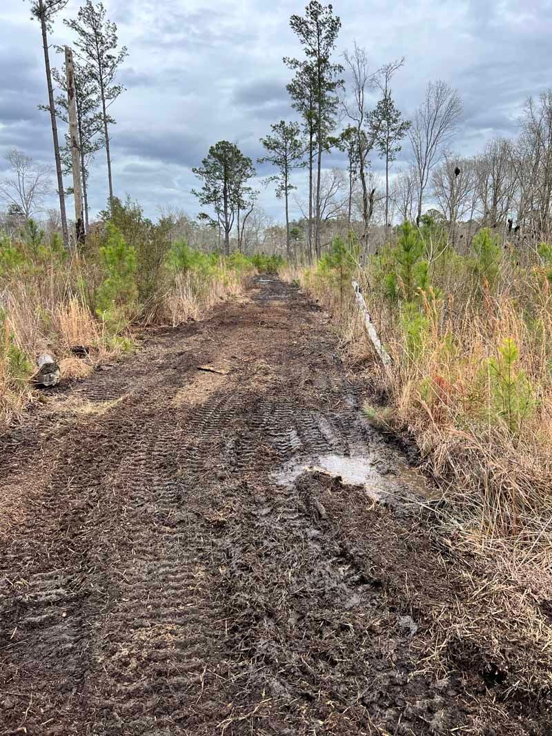 Burned forest trail with charred ground, sparse trees, and new green growth under a cloudy sky