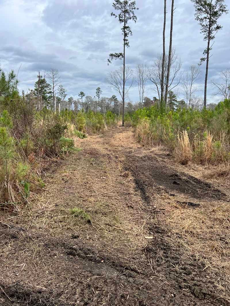 A muddy dirt path through a sparse, storm-damaged forest under a cloudy sky