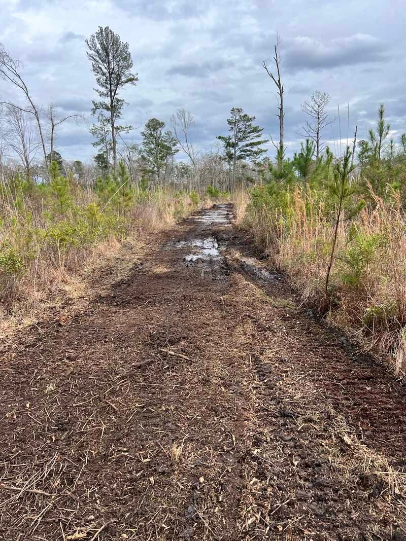 Narrow muddy trail through sparse young trees under a cloudy sky in a wetland area