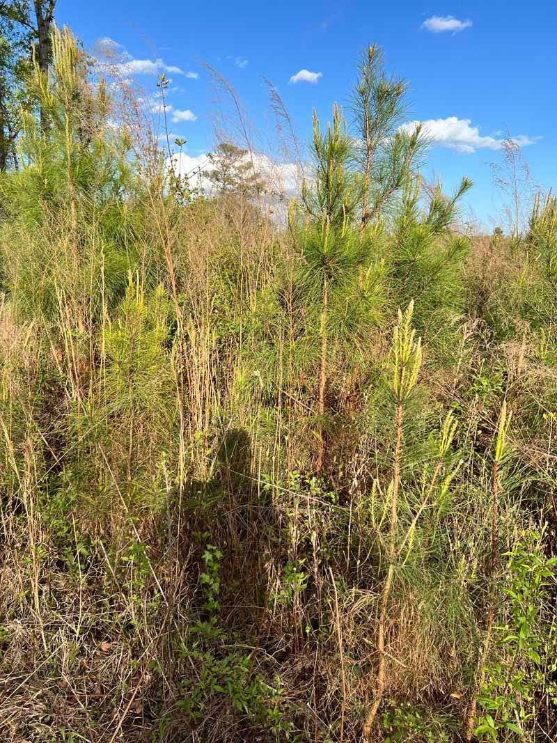 Dense green shrubs and tall grasses under a bright blue sky with scattered clouds