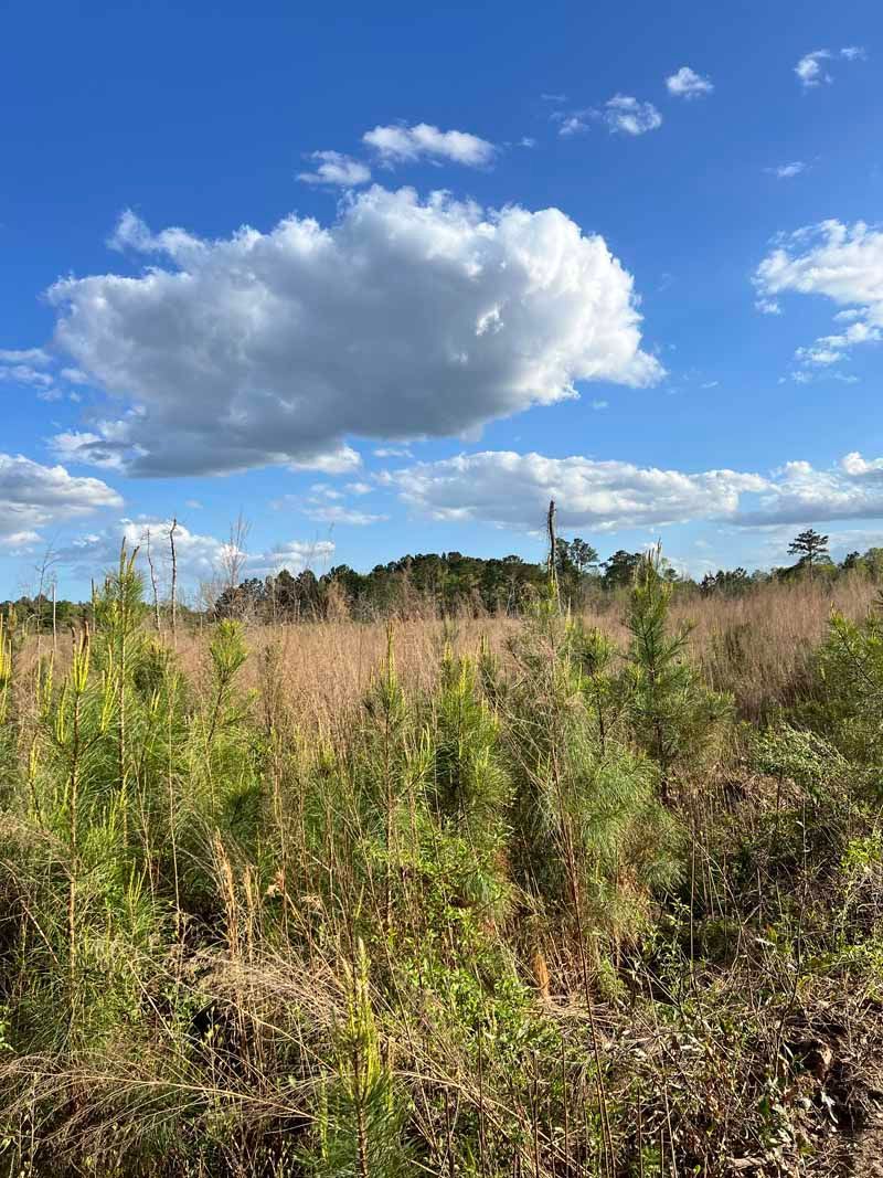 Sunny field with tall dry grass under a blue sky with large white clouds