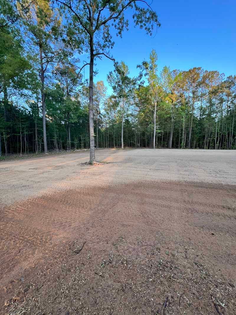 Cleared dirt lot with a single tree, bordered by tall trees under a blue sky