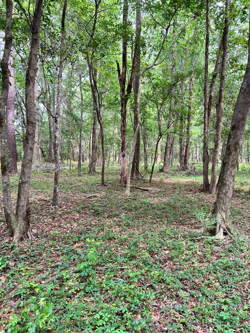 Dense green forest with tall thin trees and leafy ground cover