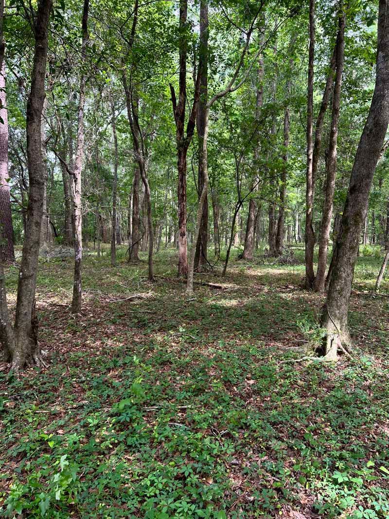 Dense forest with tall trees and green undergrowth, sunlight filtering through the woods.