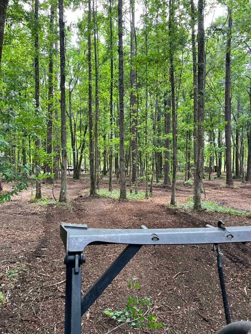 Wooded landscape with tall trees and a metal gate in the foreground