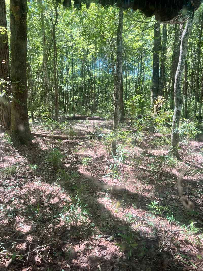 Sunlit forest with tall trees, green undergrowth, and leaf-covered ground