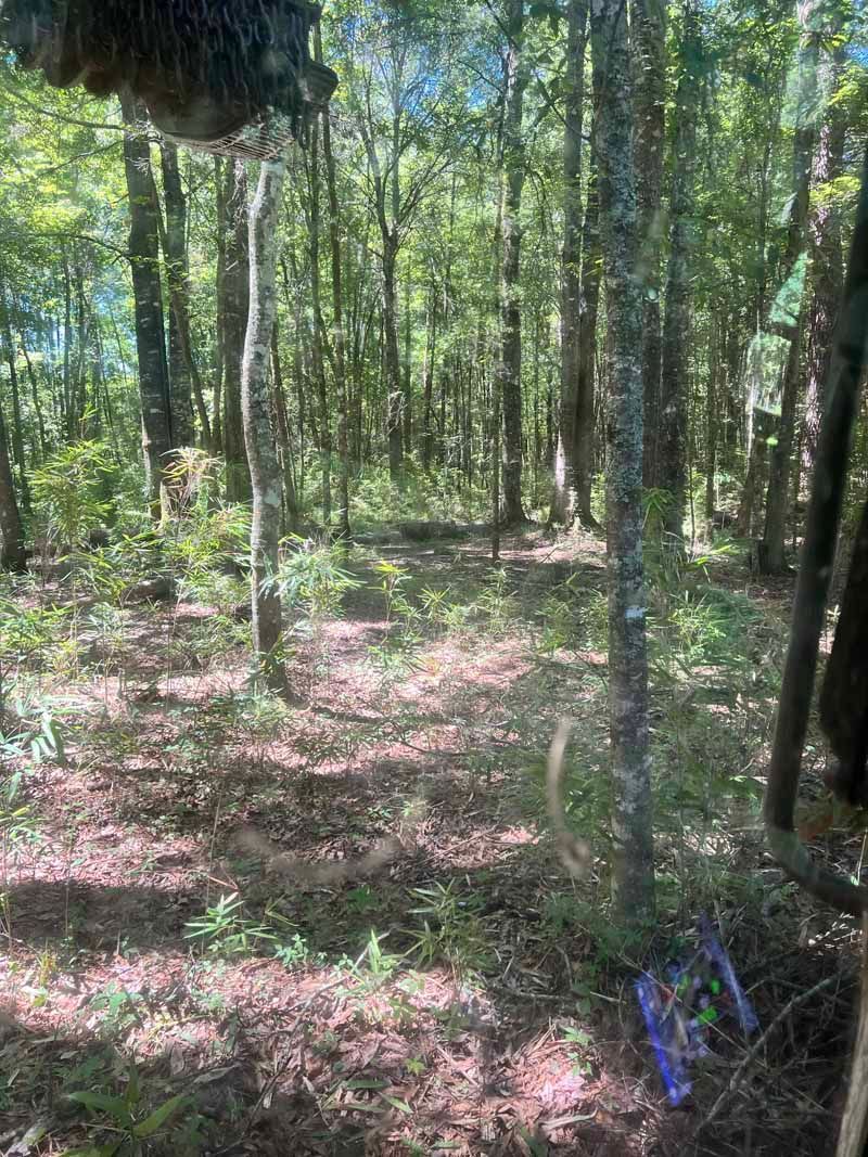 Sunlit forest path with tall trees, green undergrowth, and dappled shadows on the ground