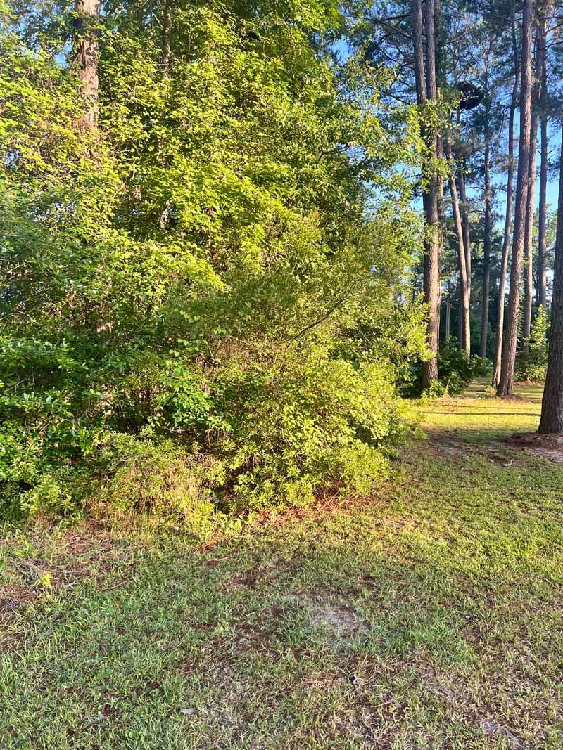 Sunlit forest clearing with dense green trees and grassy ground